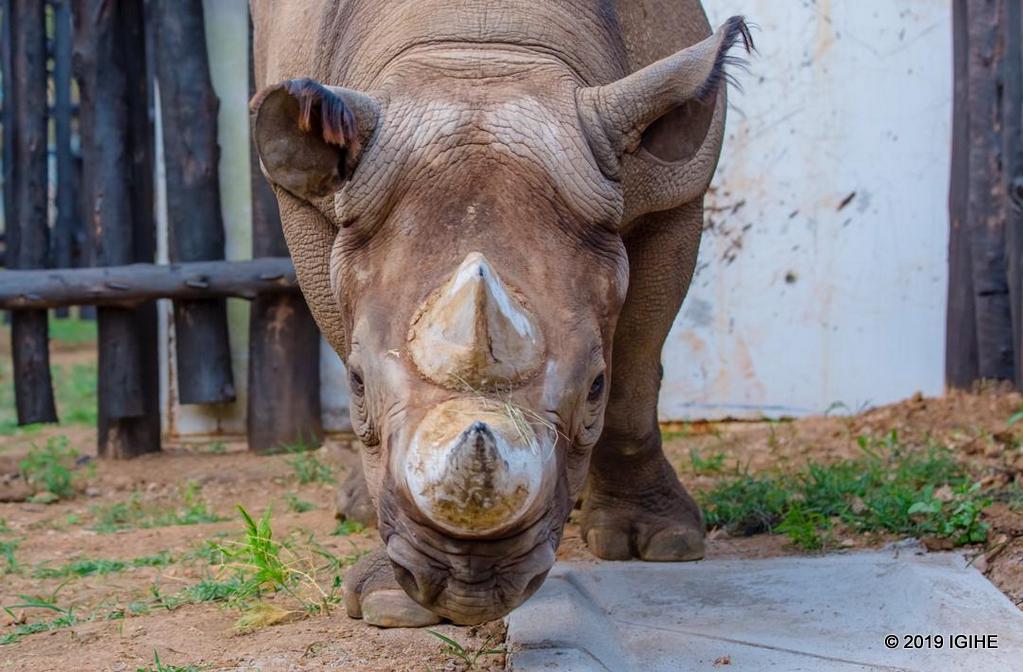 Eshatu muri izi nkura harimo izavukiye muri Safari Park Dvůr Králové muri Tchèque