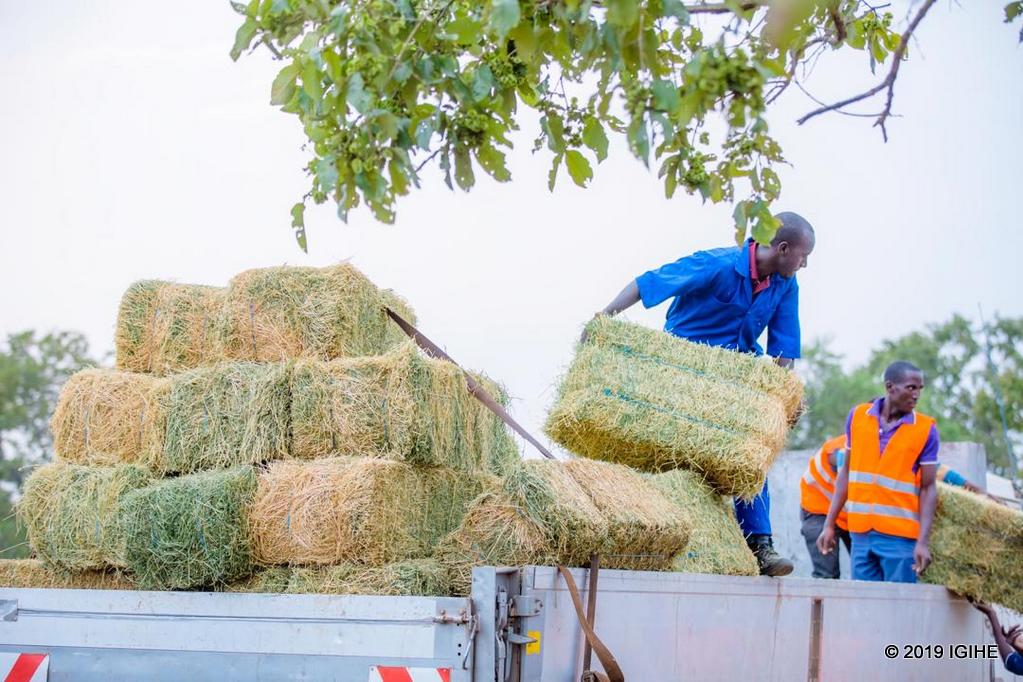 Izi nkura zazaniwe ubwatsi bwo kurya mu minsi ya mbere kugira ngo zimenyerezwe ubuturo bushya
