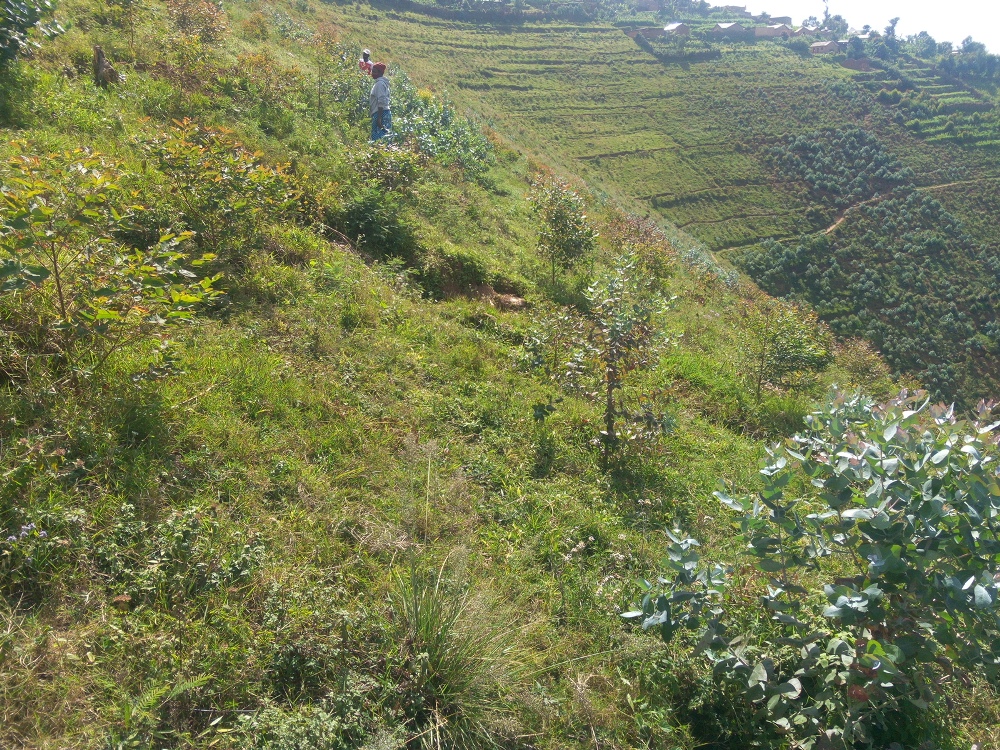 Umushinga Green Gicumbi, ni umwe mu yo u Rwanda rwatangije igamije gutera amashyamba mu duce yari atangiye gucikamo