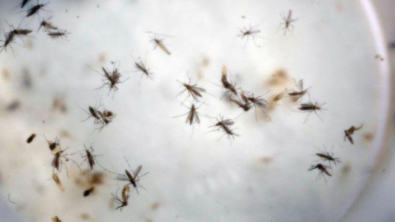 Imibu itera agakoko ka Zika