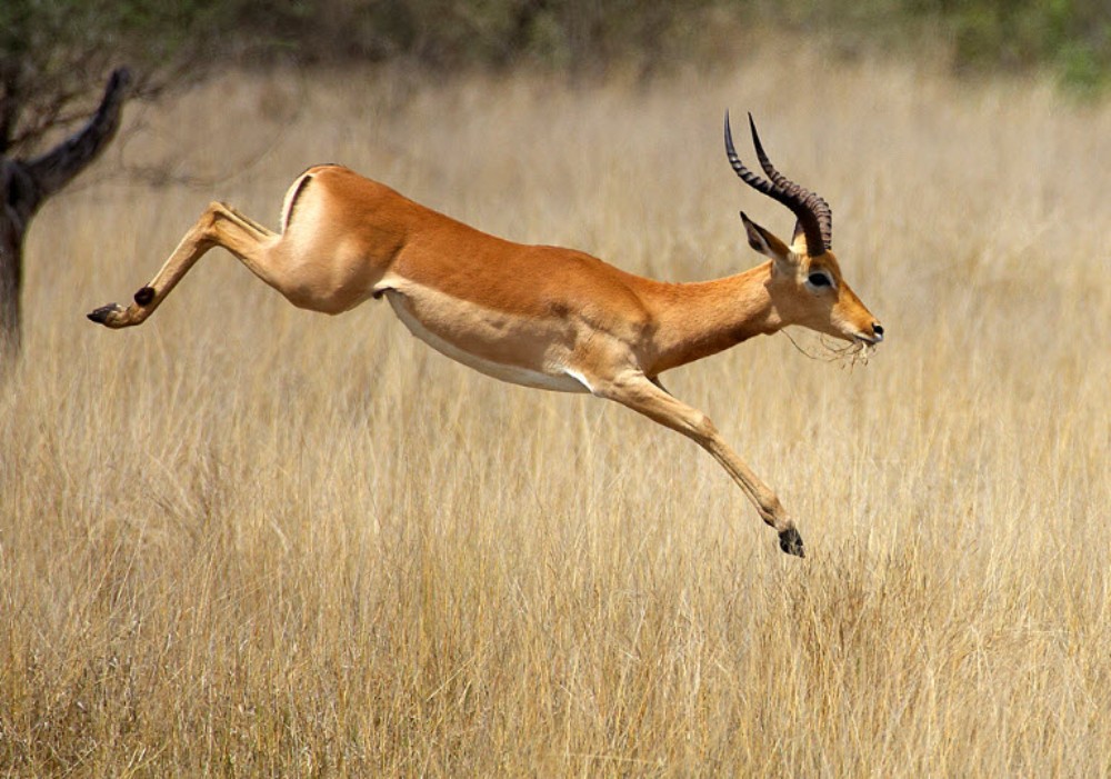 Impala zahogoje abasura Pariki y'Akagera