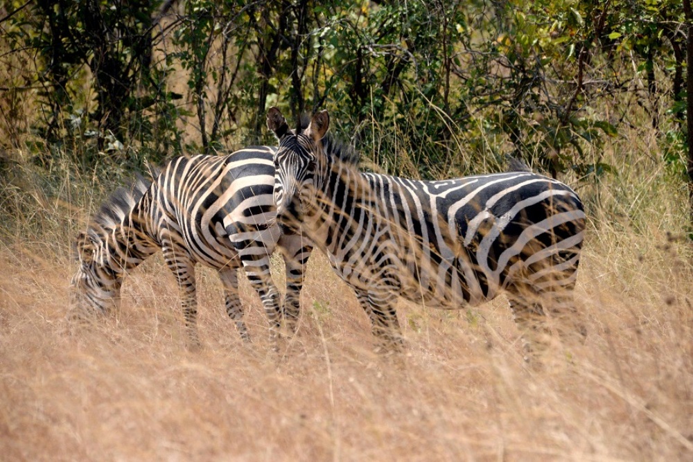 Imparage ziboneka cyane muri Pariki y'Igihugu y'Akagera