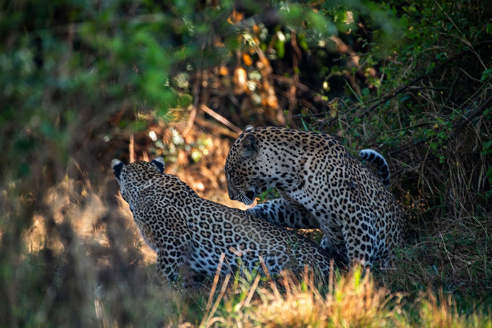 Ingwe ntizikigaragara muri Pariki ya Nyungwe
