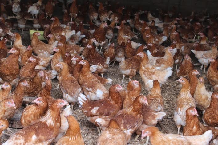 Mujawamaliya amaze kugira inkoko nyinshi kandi afasha n'abandi bakeneye kuzorora