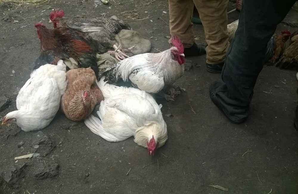 Inkoko ziturutse mu Rwanda na Uganda ngo ntizemerewe kwinjira muri Repubulika Iharanira Demokarasi ya Congo
