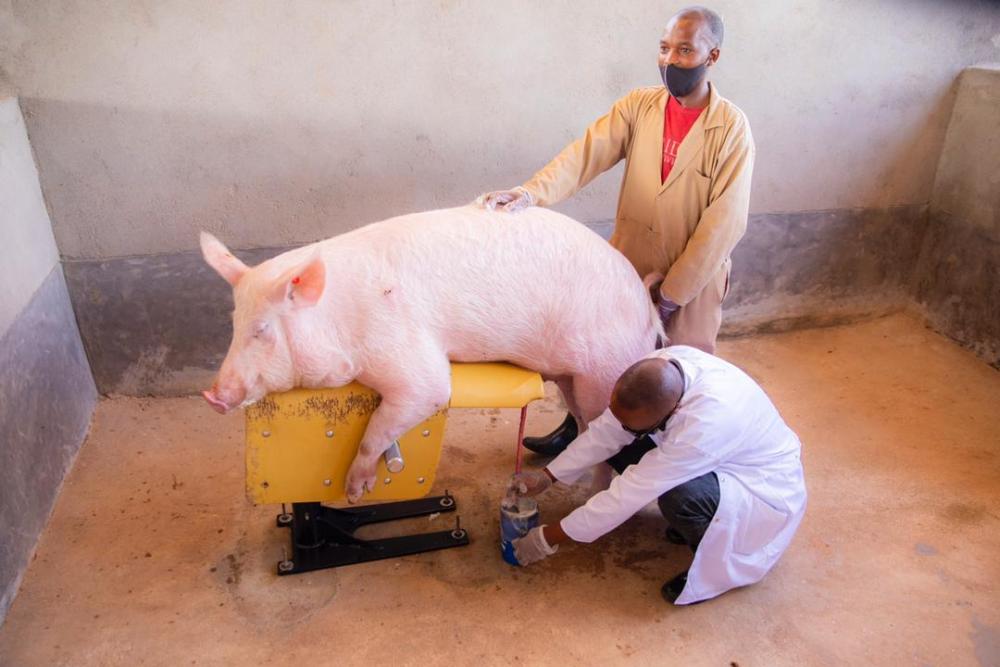 Intanga zifatwa mu mpfizi y'ingurube y'icyororo