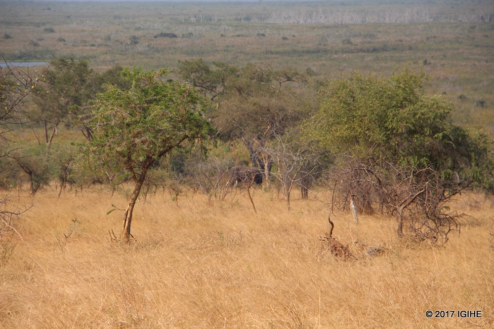 Inzovu zigira umutima uzirikana cyane bituma itapfa kwisukirwa