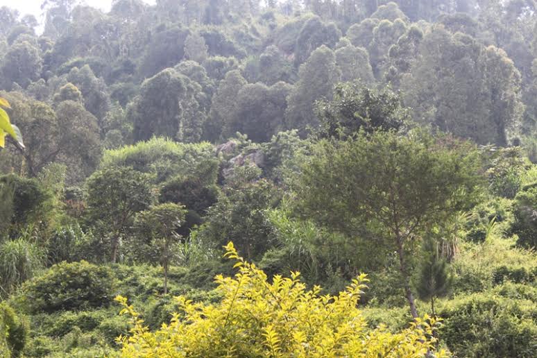 Umusozo wa Rubavu utatswe n'ibiti bihora bitoshye;ahagaragara urutare niho Komanda w'Abadage yabaga ari mu ntambara ya Mbere y'Isi