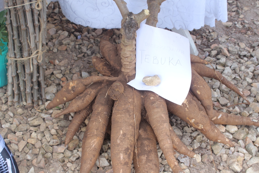 Iyi mbuto yera imyumbati myinshi kandi vuba, yahawe izina rya Tebuka