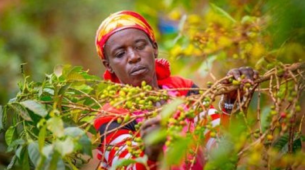 Akarere ka Rutsiro kifuza guhinga ibiti bya kawa bishya birenga 190 by'ikawa mu mwaka wa 2025/26