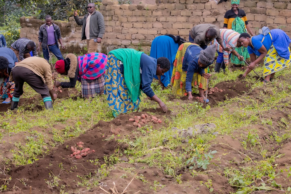 Kuri meterokare imwe hasarurwa hagati y'ibiro bitandatu n'umunani