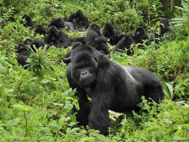 Ingagi zo mu birunga ziri mu bikurura ba mukerarugendo benshi mu Rwanda