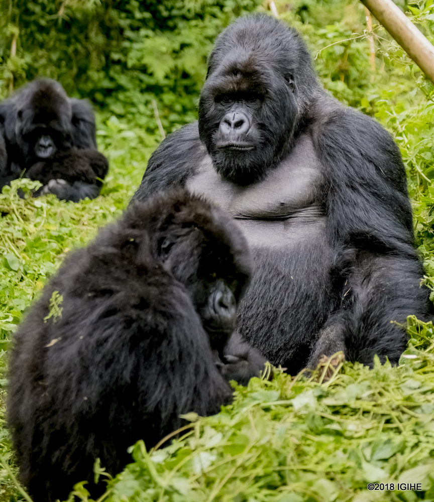 Muhoza (ifite ibara ry'umweru) niyo iyoboyoye uyu muryango