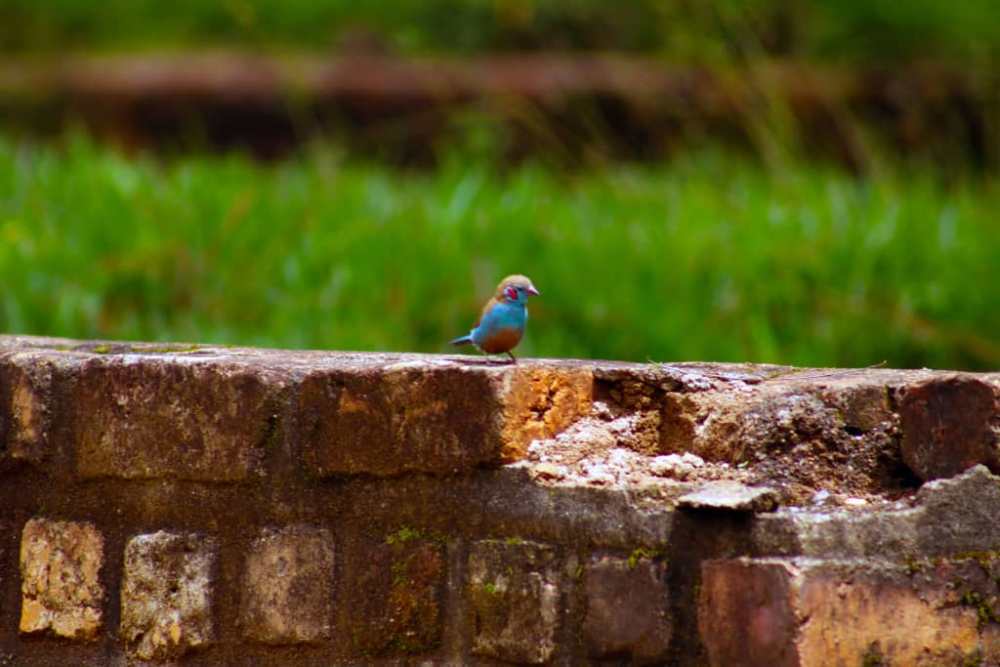 Muri Arboretum habamo inyoni z'amoko atandukanye