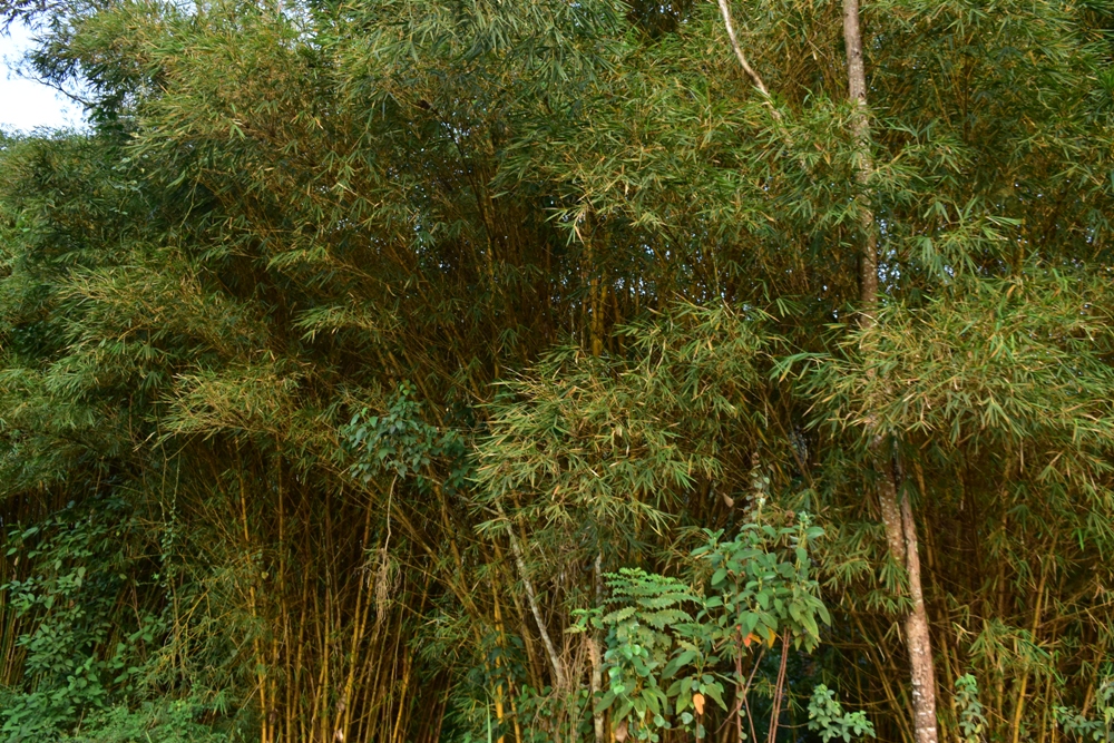 Muri iryo shyamba habonekamo n'imigano