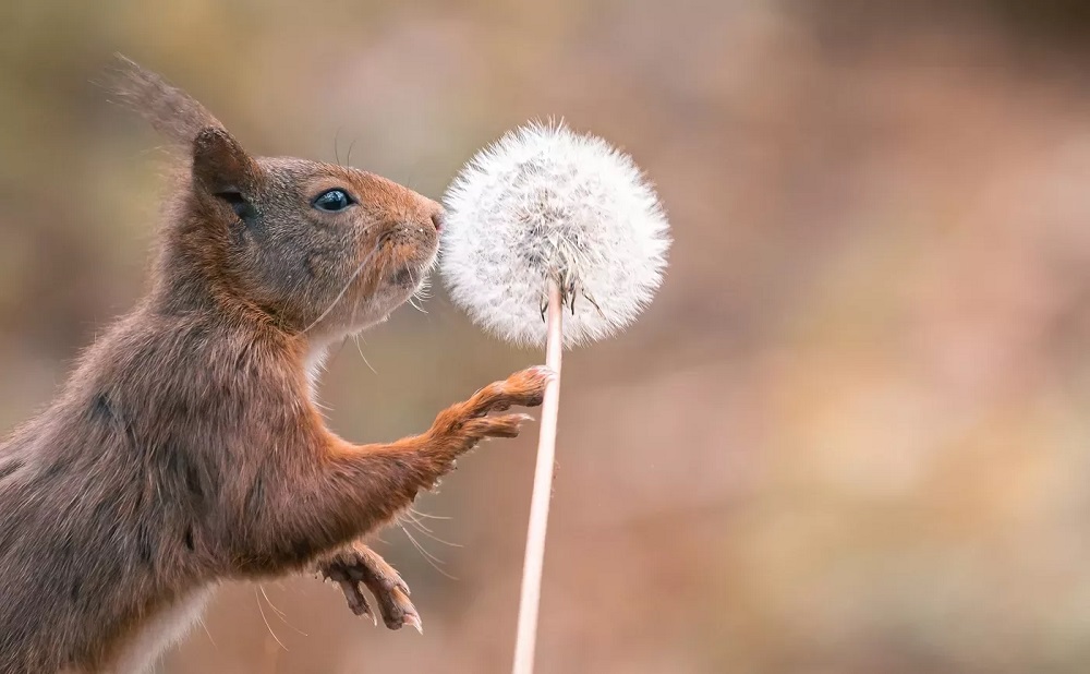 Niki Colemont yiyeguriye gufotora squirrels kuko azibonamo
