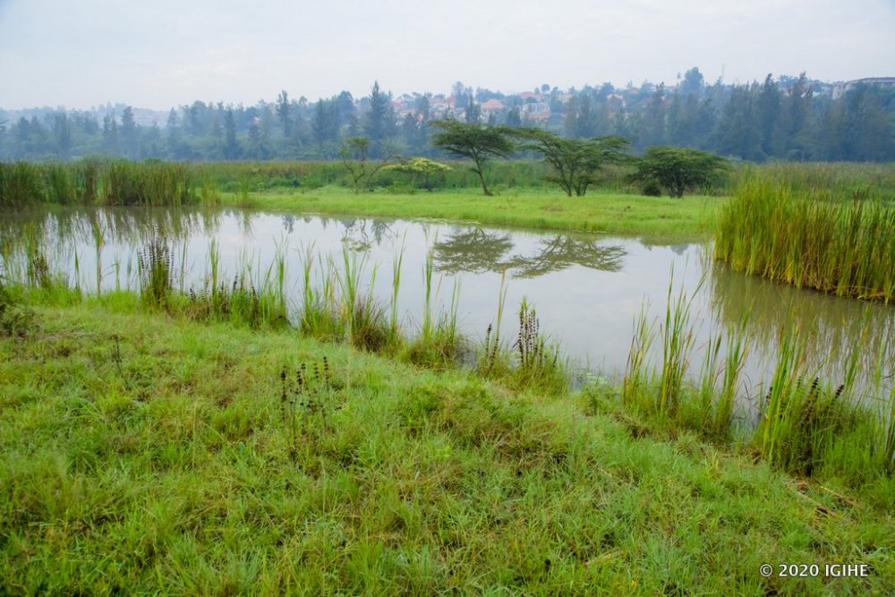 Pariki ya Nyandungu ifite ibyuzi bifasha ibinyabuzima byo mu mazi