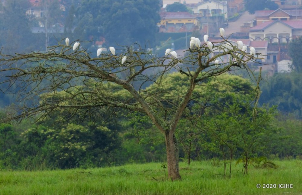 Pariki ya Nyandungu ifite inyoni z'amoko arenga 100