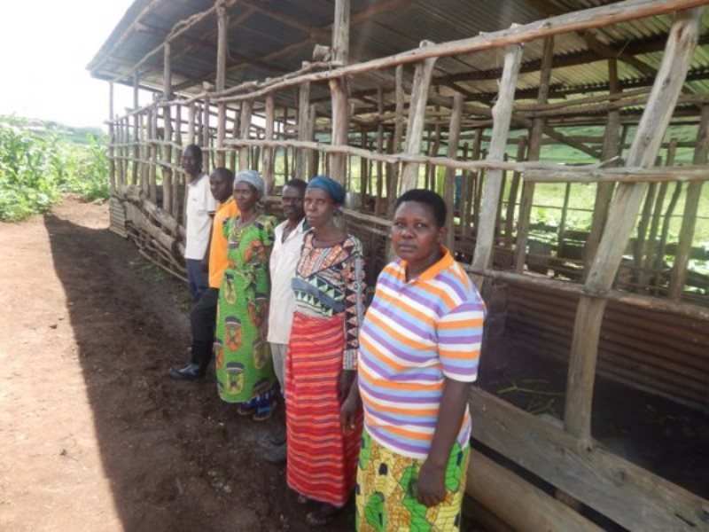 Abaturage bagera kuri 33 nibo bakora muri uyu mushinga w'ubworozi bw'ingurube