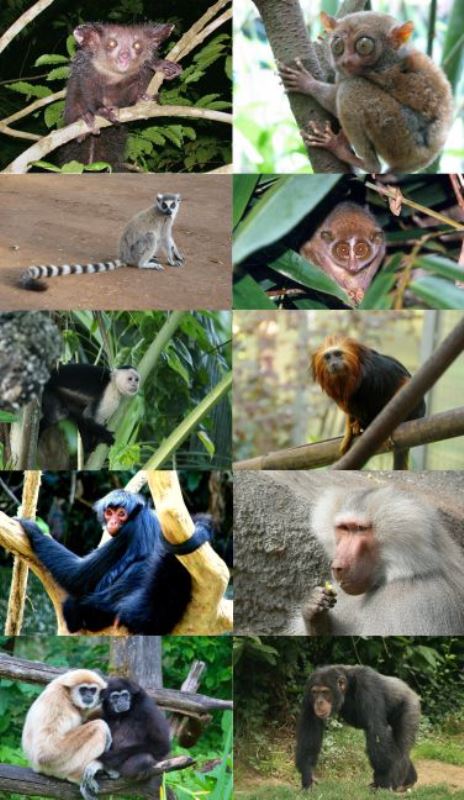 Ubwoko butandukanye bwa Primate zakomotseho Sida