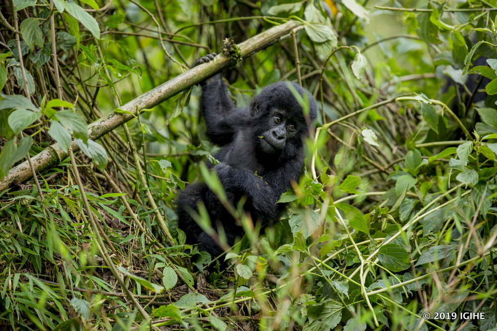 Ingagi zikiri nto uzisanga mu biti zikina zidagadura hagati yazo