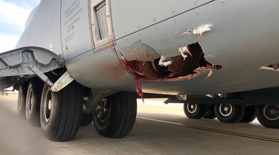 Spanish Air Force A400M yagize ikibazo ikagongana n'inyoni. Kubona aho yagize ikibazo biroroha