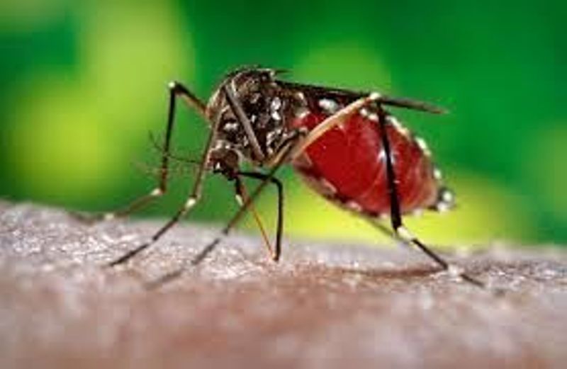 Umubu wo mu bwoko bwa Aedes wanduza virusi ya Zika