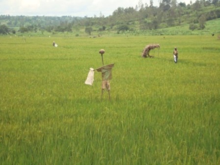Abana aho kujya ku ishuri bamwe barinda umuceri inyoni mu gishanga