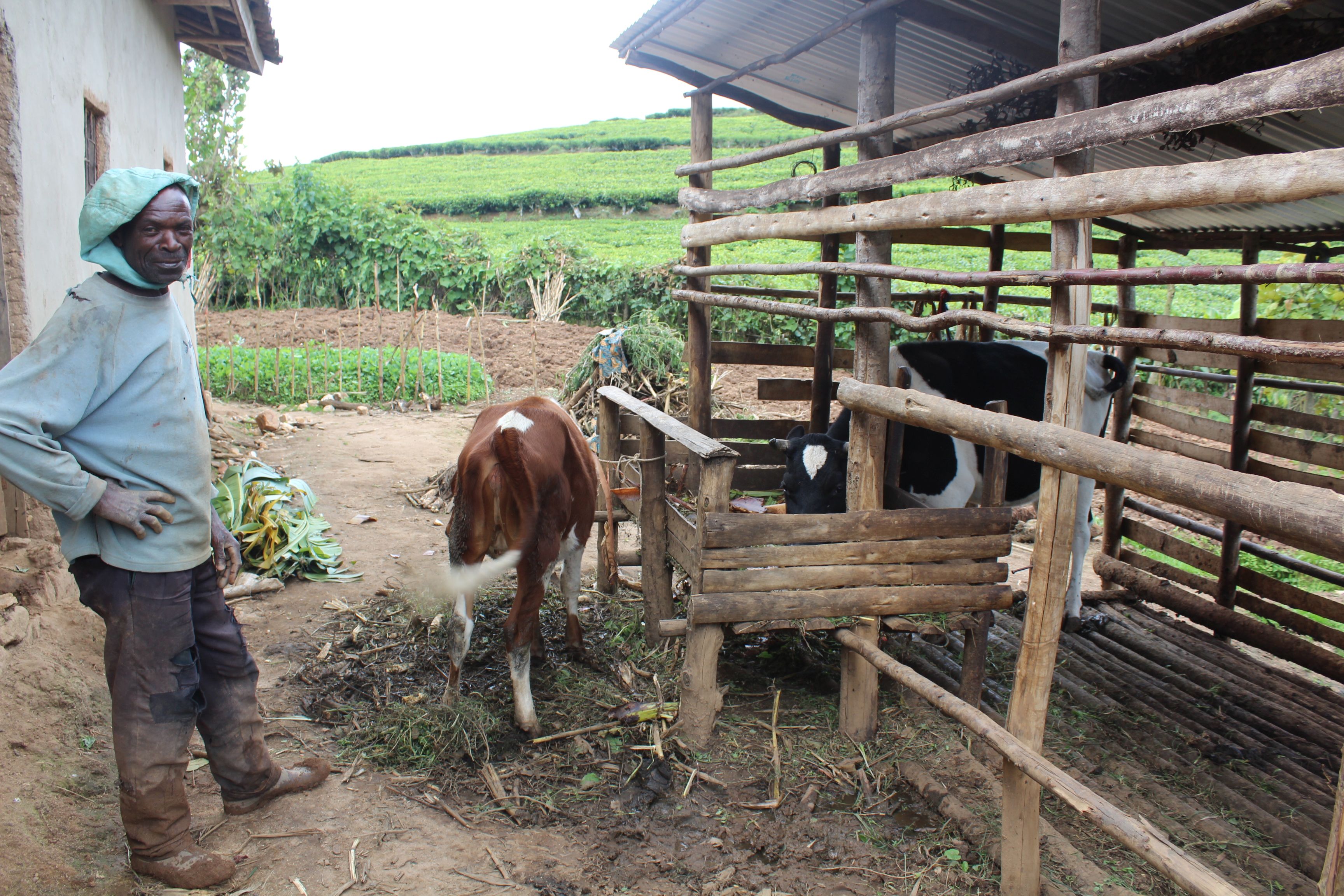 Abaturage bahawe inka zibaha ifumbire