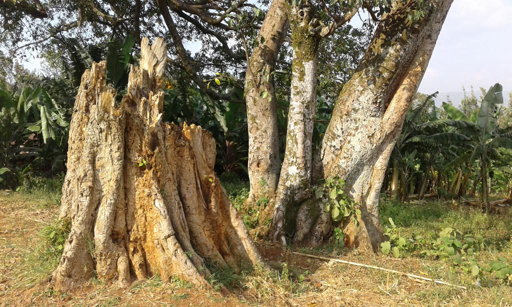 Umuvumu wangijwe uherereye i Nyamasheke ku bigabiro by'Umwami Kigeli Rwabugili