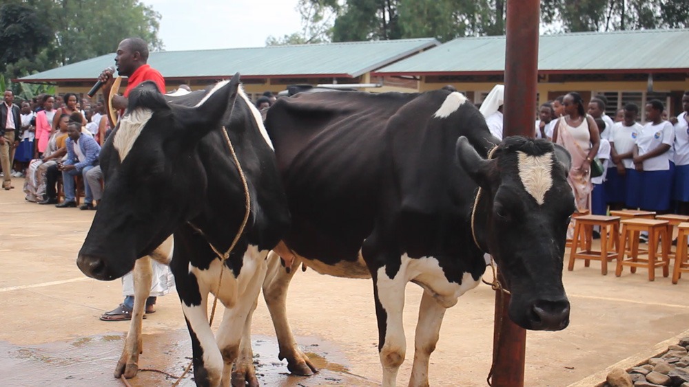 Kamuzima Marciana yahawe inka ebyiri z'ishimwe n'abo yarokoye