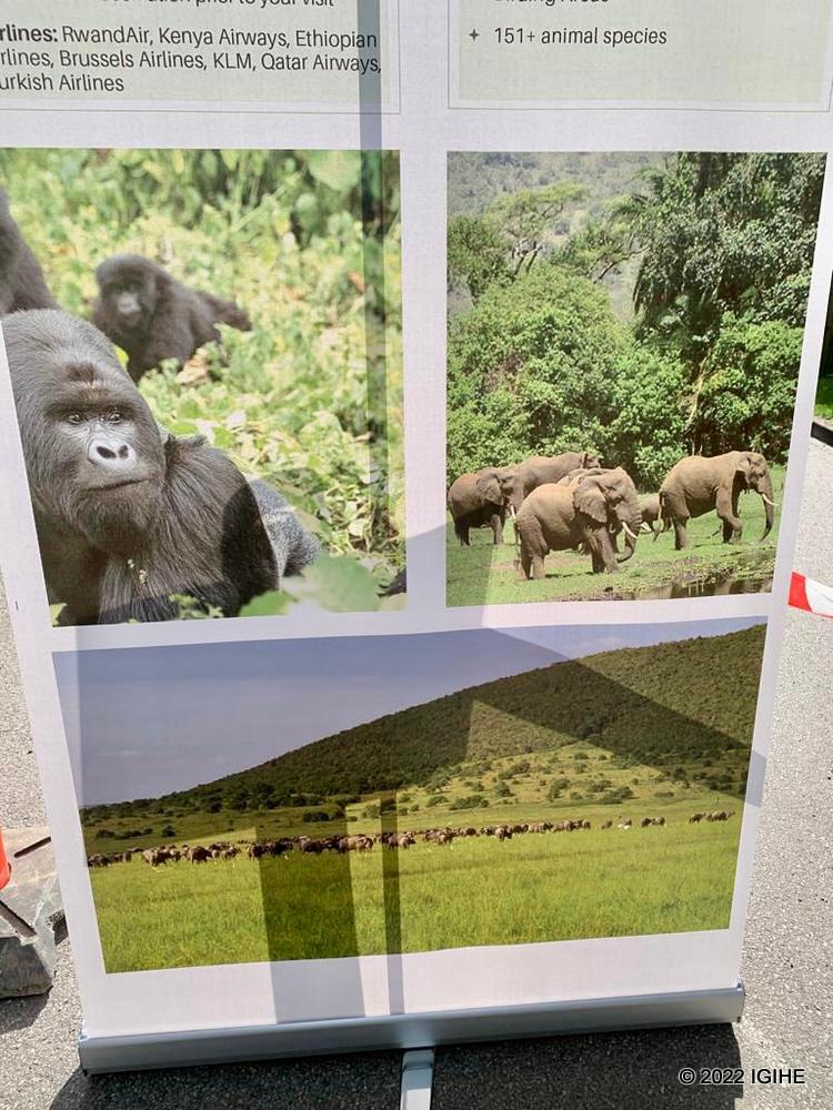Ingagi zo muri Pariki y'Igihugu y'Ibirunga ziri mu byamuritswe n'Abanyarwanda muri Denmark