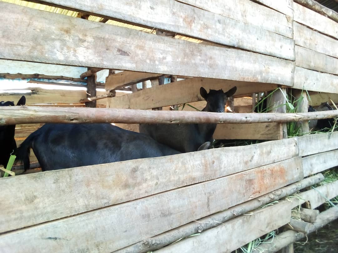Abahurijwe mu itsinda ry'ubworozi bw'ihene bavuga ko buzabafasha kongera umusaruro w'ubuhinzi ndetse bukabagoboka igihe umusaruro wabaye muke bitewe n'ingaruka z'imihindagurikire y'ikirere