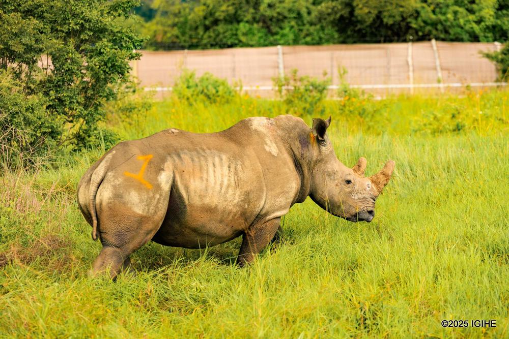 Inkura z'umweru zo muri Pariki y'Akagera zatangiye kororoka