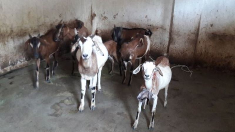 Byasabye uyu mukecuru kugurisha ihene ze ngo abashe kubaka umusarane