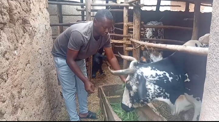 Gatsibo: Ubworozi bwa bamwe bwatangiye gukomwa mu nkokora no kwamburwa n’abo bagemurira amata