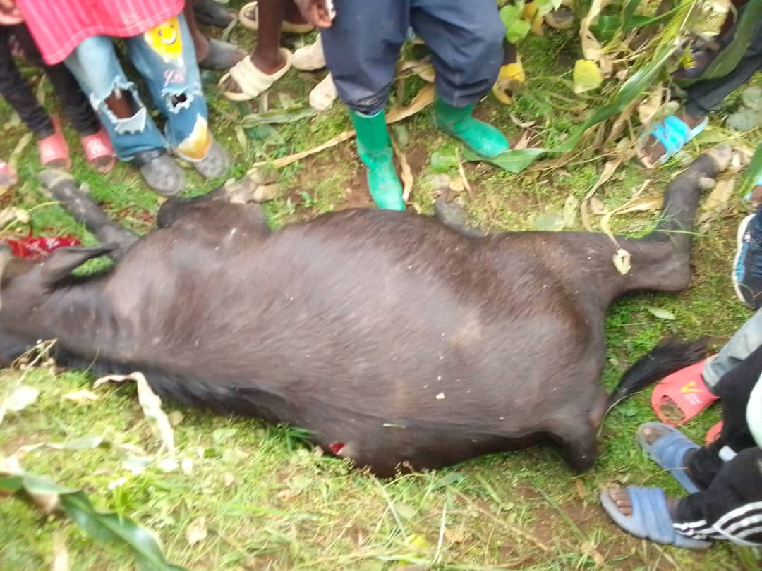 Imbogo ebyiri zari zatorotse Pariki y’Igihugu y’Ibirunga zarashwe zirapfa