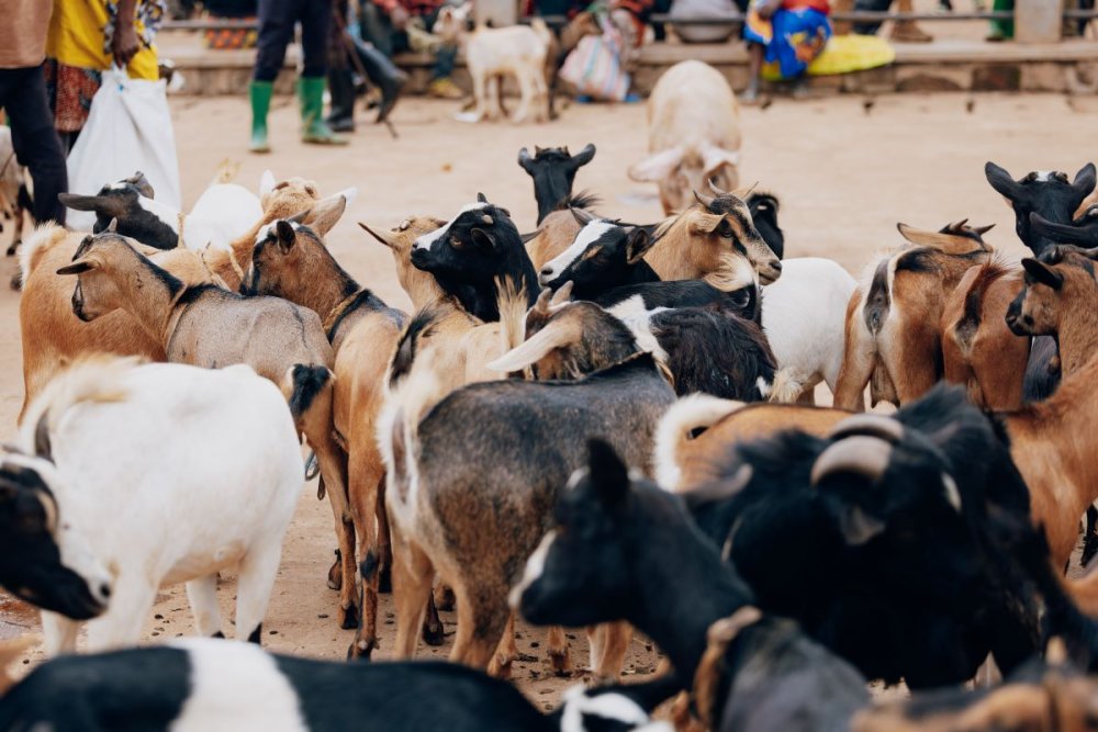 Ruhango: Imiryango 2000 imaze guhabwa amatungo 16.000 ayikura mu bukene