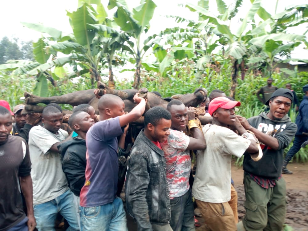 Imbogo yinjiye mu mujyi wa Musanze iraswa imaze gukomeretsa batatu