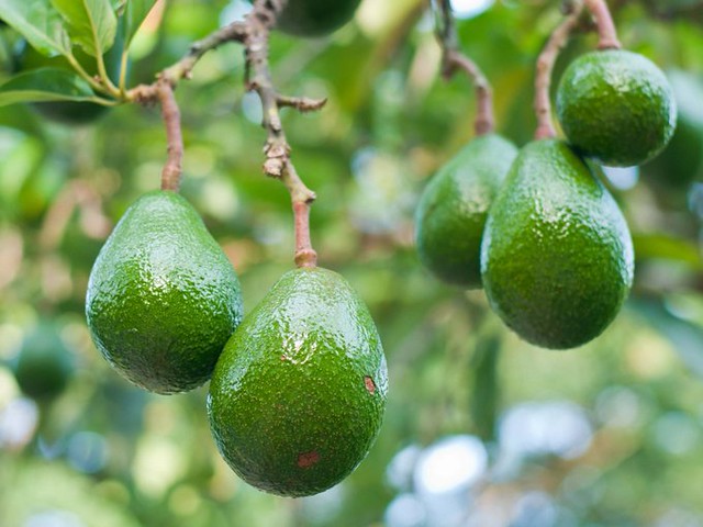 Uko ibikomoka ku buhinzi byoherezwa mu mahanga byazamutseho 35% mu gihembwe cya gatatu cya 2025