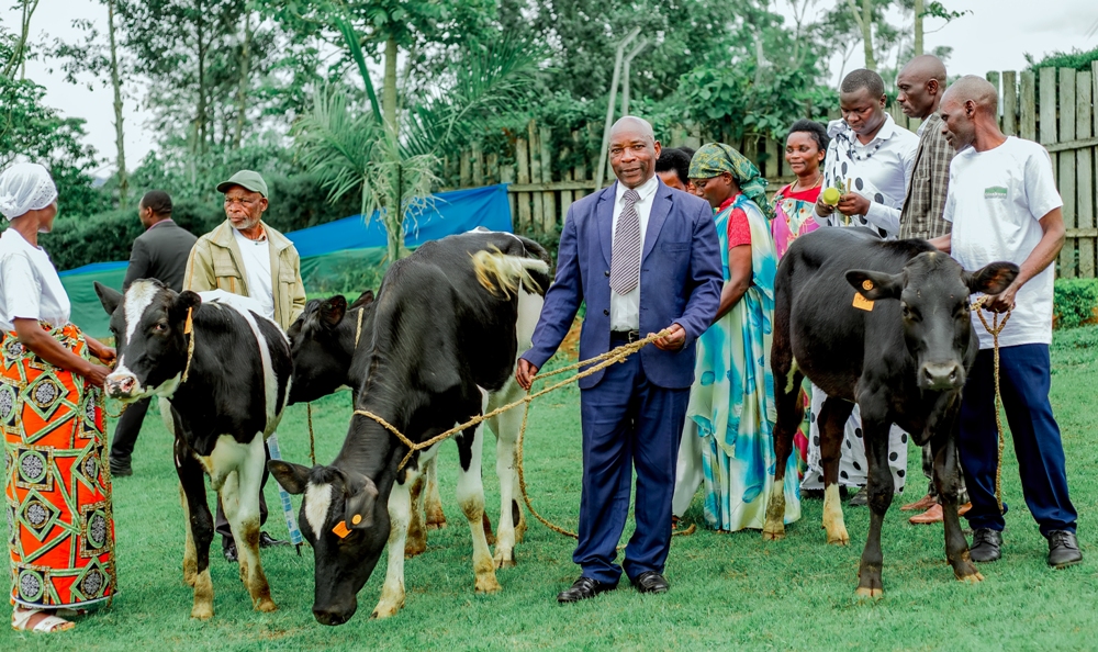 Uruganda rw’icyayi rwa Gisakura rworoje  inka  abahinzi b’icyayi