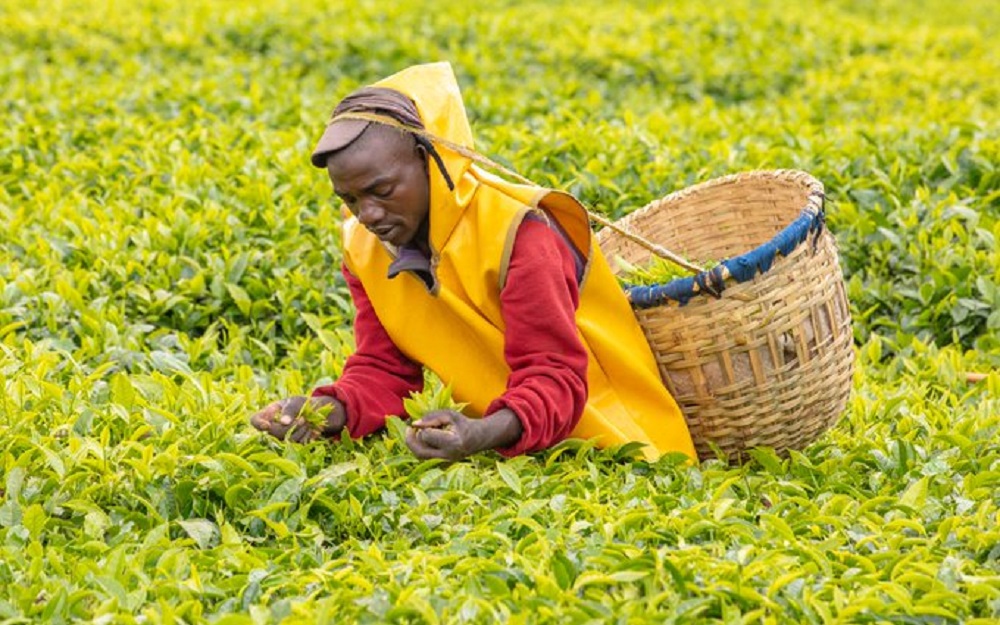 Mu cyumweru kimwe icyayi cy’u Rwanda cyinjije asaga miliyoni 3,1$