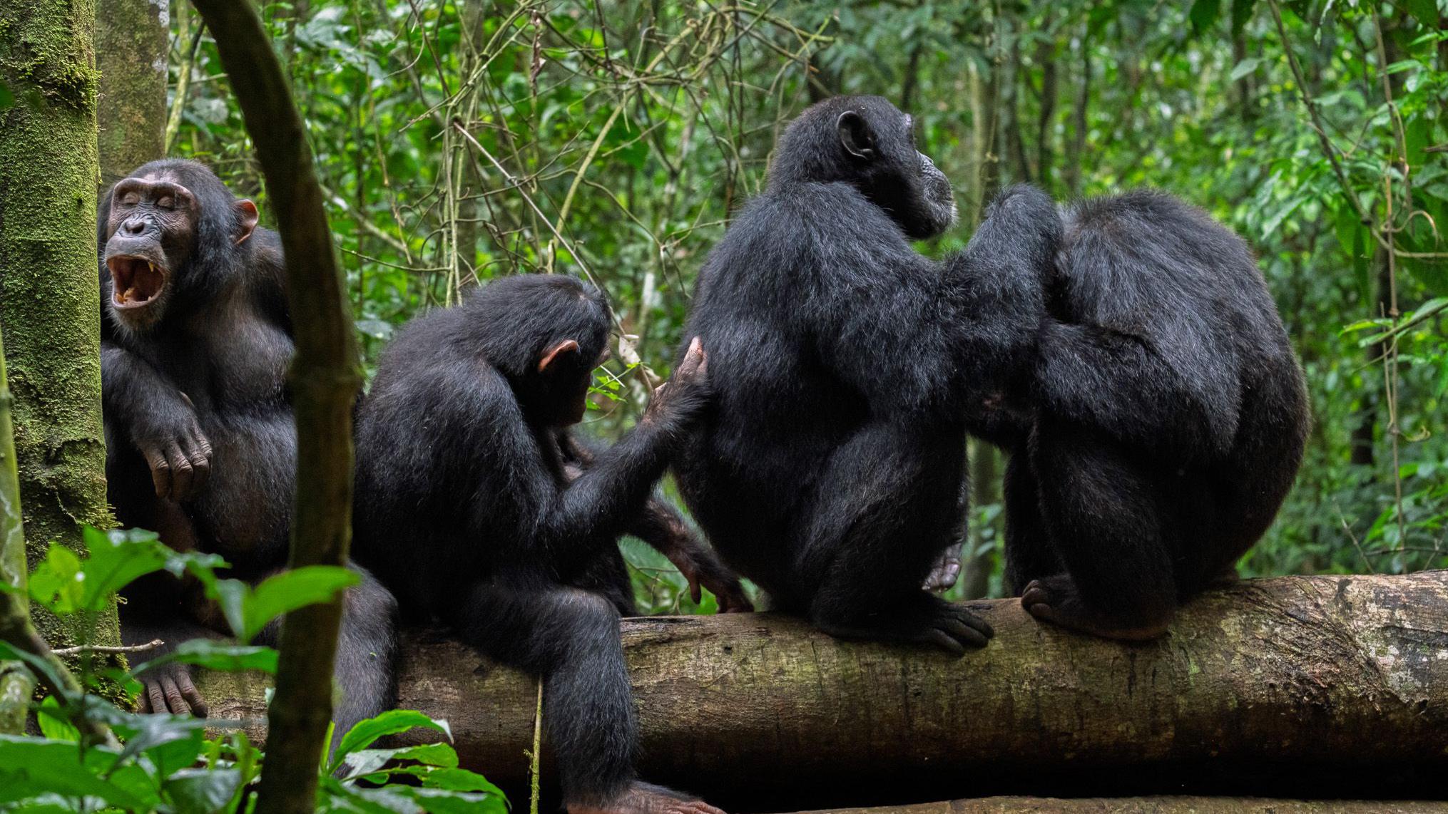 Uganda: Inguge zacitsemo ibice, zitangira intambara ikaze