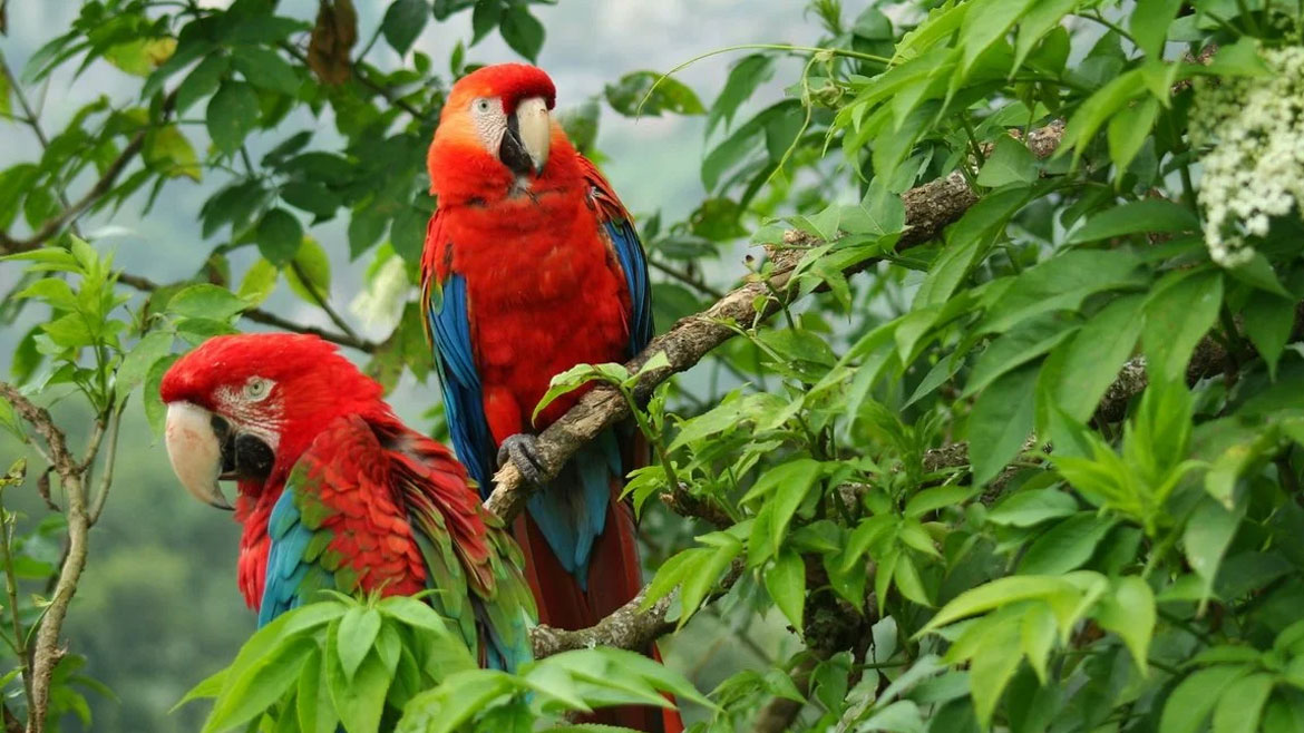 Cop16: Inyoni, ibikeri n’izindi nyamaswa zifashishijwe mu ndirimbo idasanzwe yubahiriza Colombia