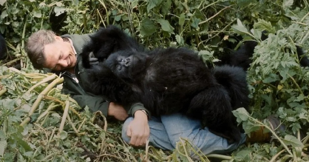 Ubuzima bw’ingagi, guhanganira ubuyobozi; ibikubiye muri filime mbarankuru ya ‘A Gorilla’s Story’