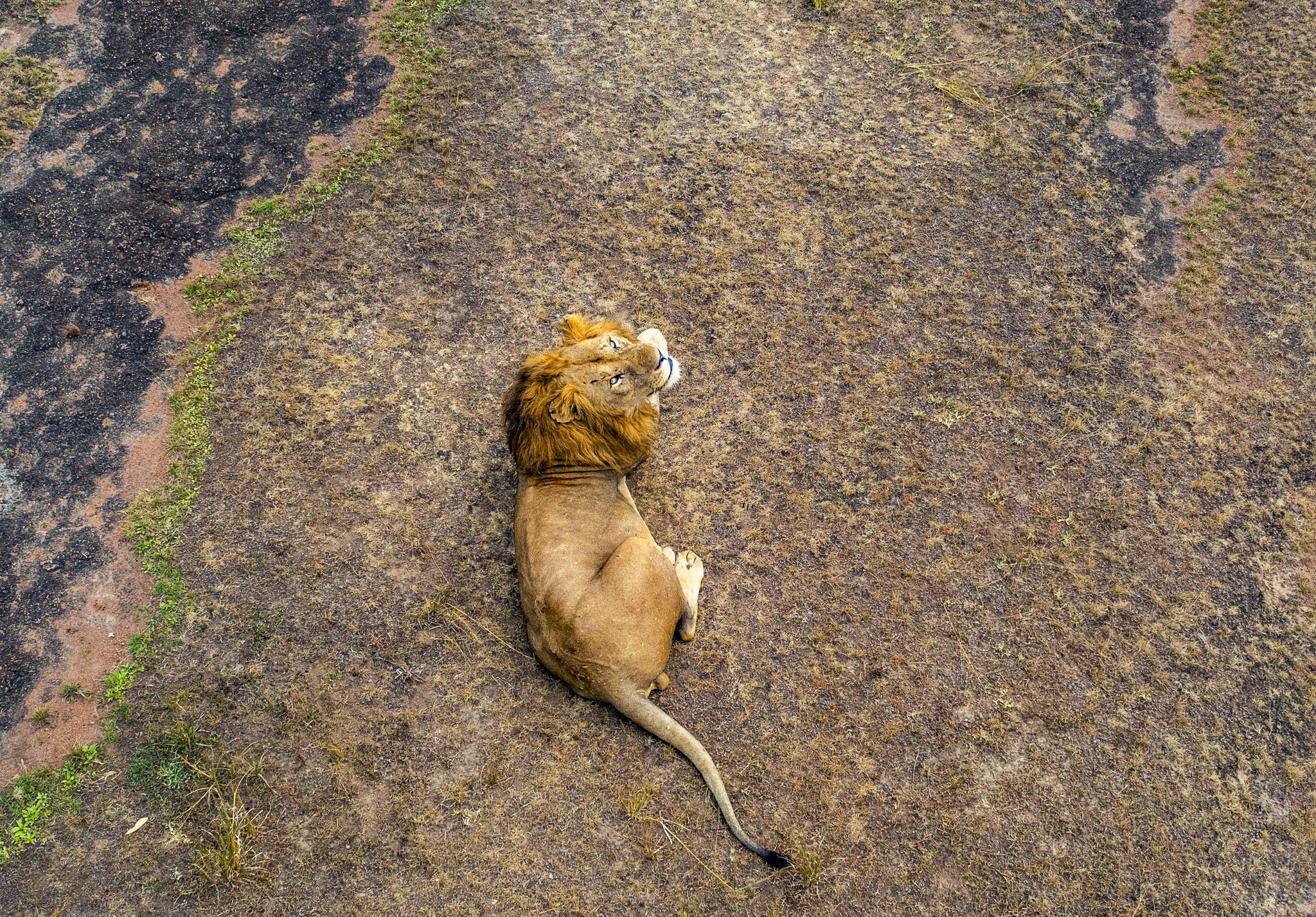 Pariki y’Akagera mu mibare: Iwabo w’Intare, Ingwe, Inzovu n’izindi zirenga ibihumbi 10