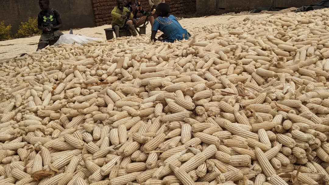 Ni igihombo ku gihugu: Inganda zubakiwe gutunganya umusaruro w’ibigori ahatari amashanyarazi ahagije