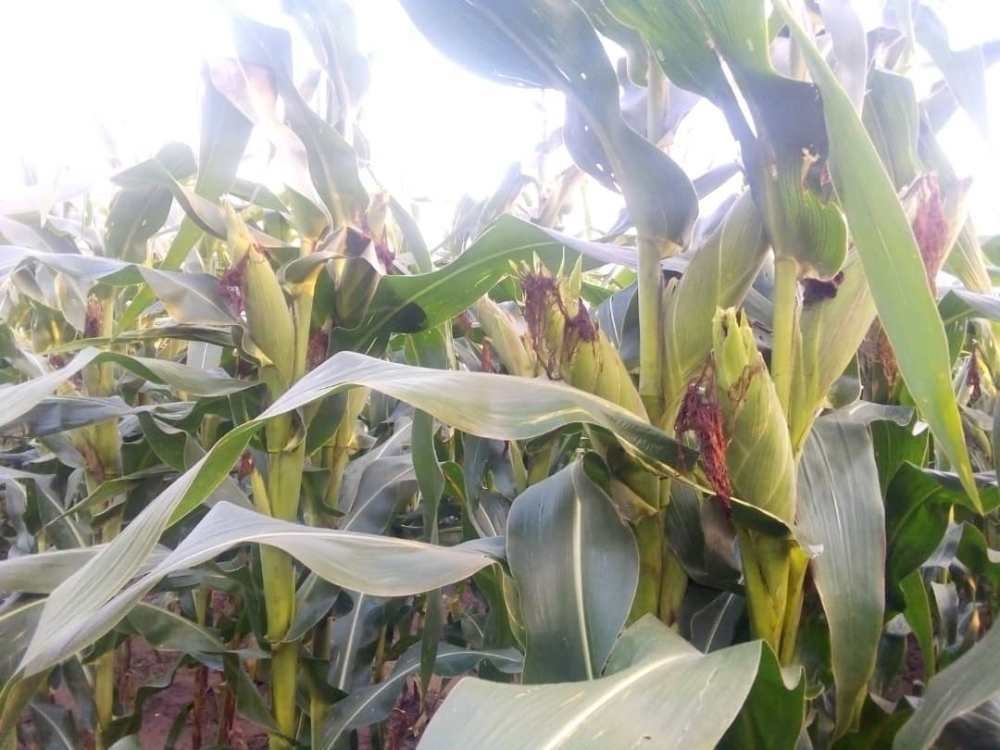 Umusaruro w’ibigori ungana na 13% wangirikira mu murima