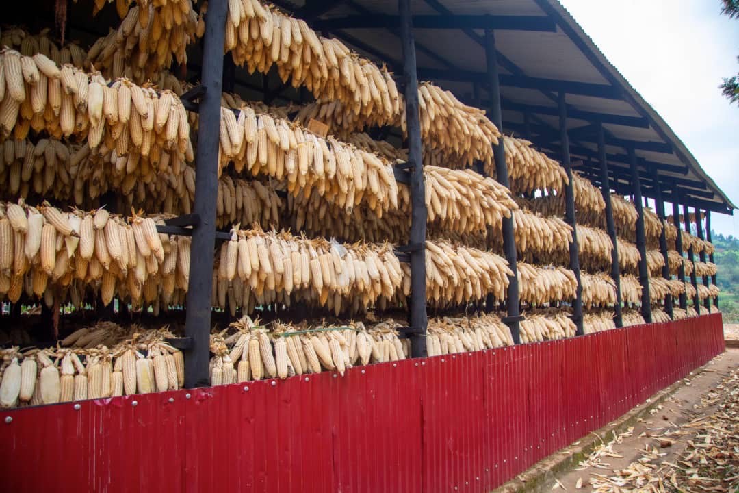 Nyagatare: Ubwanikiro buracyari iyanga nyuma y’aho bongereye umusaruro