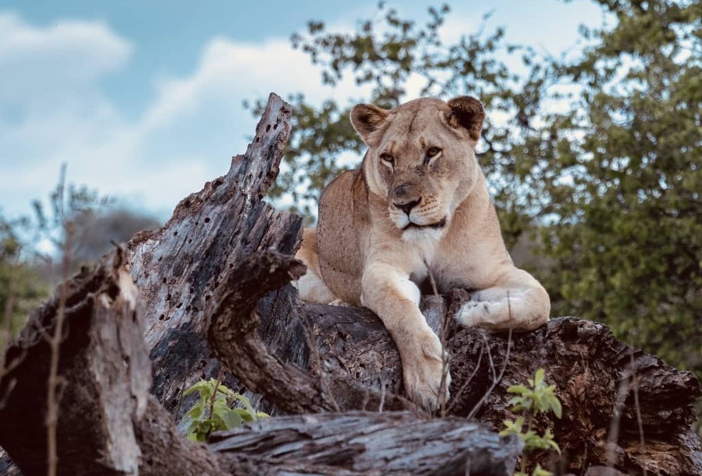 Intare zashyizwe muri Pariki y’Akagera zimaze kurenga 50